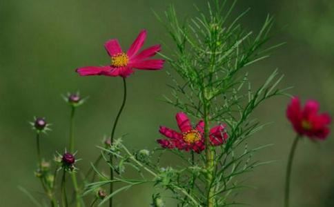 中秋节为什么要吃月饼 中秋节的意义介绍