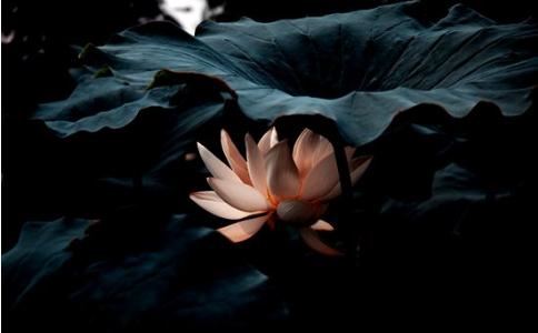 18年狗宝宝女孩取名字大全