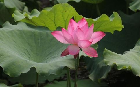 今年中元节是甲寅日，老话“鬼节逢六甲，鬼愁人不愁”啥意思