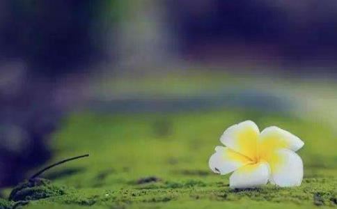 周易学者明道先生 周易学者明道先生是谁