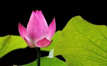 属牛人跟属鼠人在2024年结婚合适吗？结婚法定年龄是几岁