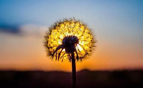 统一比喻什么生肖动物和动物,统一含义