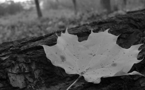 诺字起名的含义