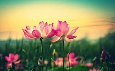 皇帝预言未来吉凶