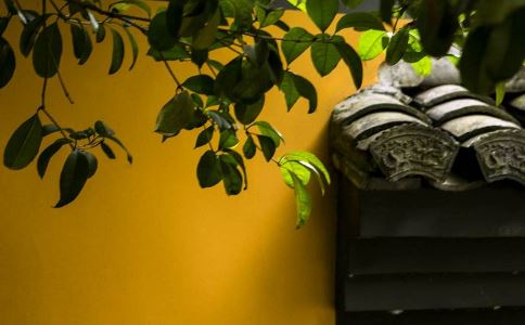 客厅放什么镇宅招财 镇宅招财旺人的植物