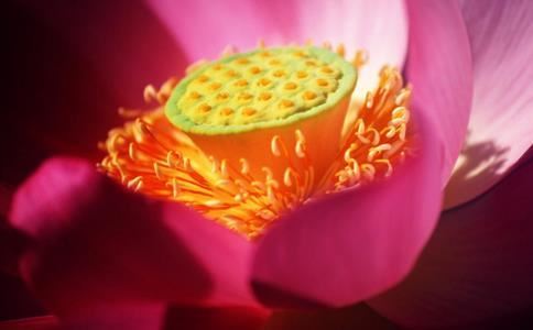 踩饼干是什么生肖动物,踩食物什么意思